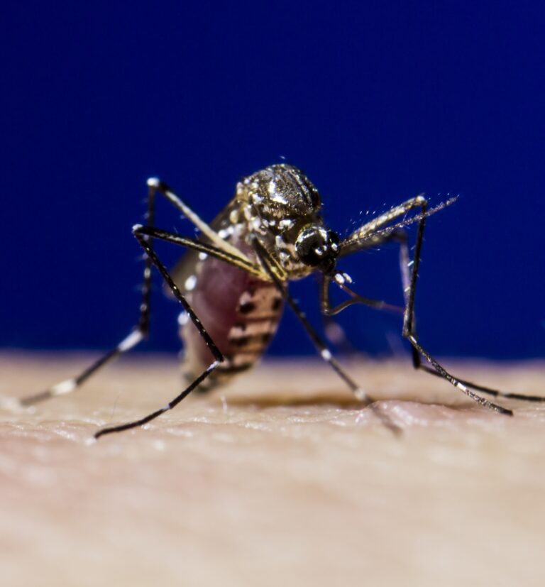 Mosquito