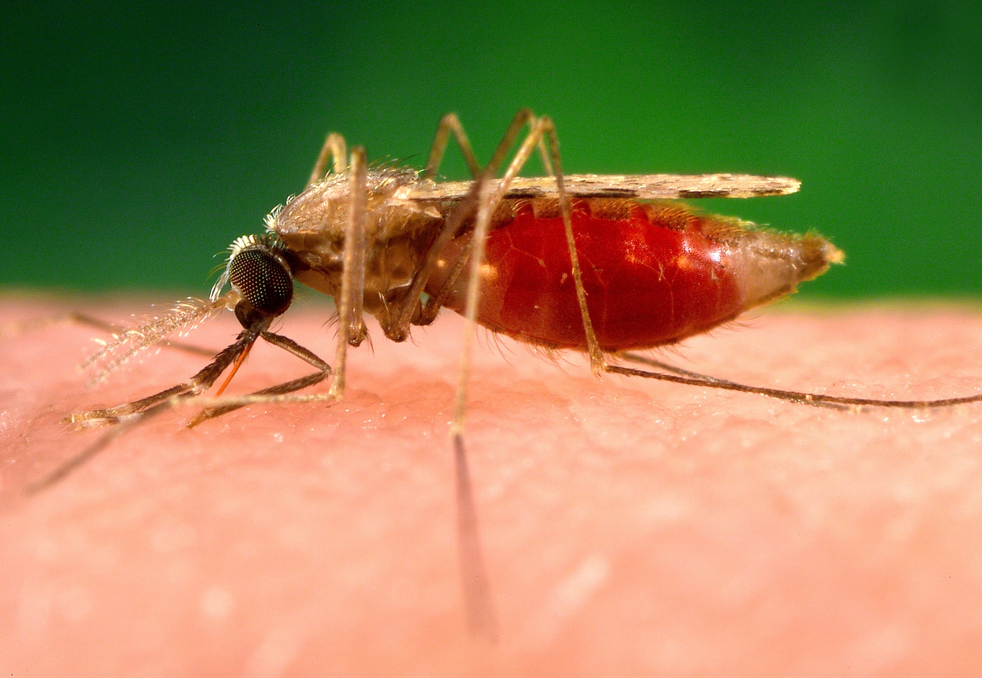 Biaya Tersembunyi di Balik Malaria: Studi Baru Ungkap Besarnya Beban Ekonomi bagi Masyarakat Desa